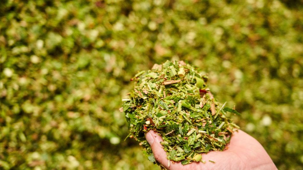 Eine Person hält grünes Substrat in der Hand